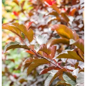 Zierapfel Malus veitch's 'Scarlet'