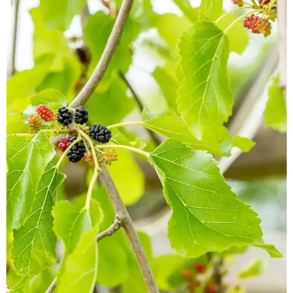 Morus alba 'Penula' Maulbeerbaum