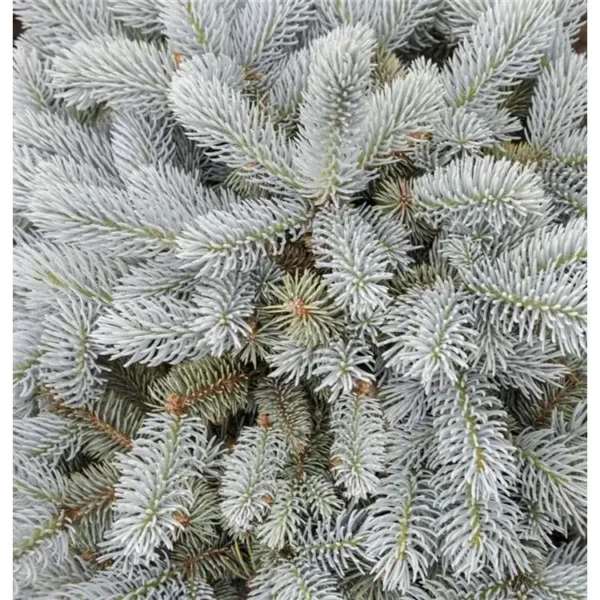 Picea pungens 'Glauca Globosa' Stechfichte