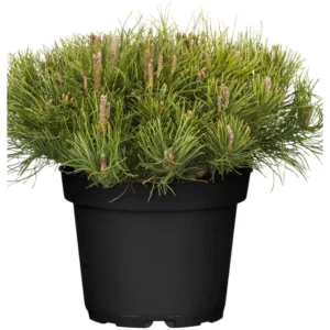 Kiefer Pinus mugo mughus