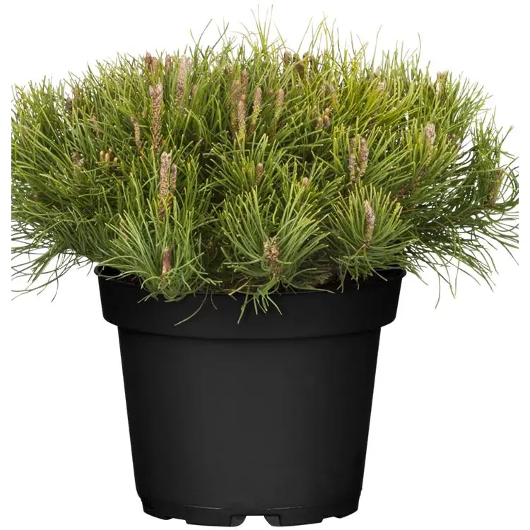 Kiefer Pinus mugo mughus 1 Kiefer Pinus mugo mughus