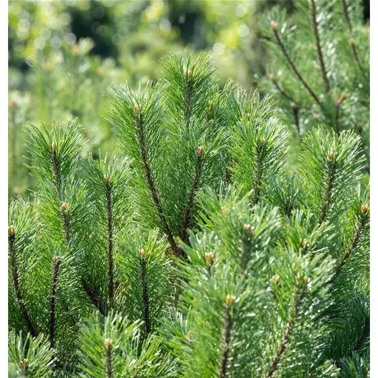 Kiefer Pinus mugo mughus 3 Kiefer Pinus mugo mughus – Bild 3