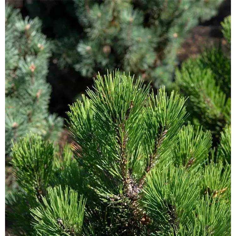 Kiefer Pinus mugo mughus 4 Kiefer Pinus mugo mughus – Bild 4