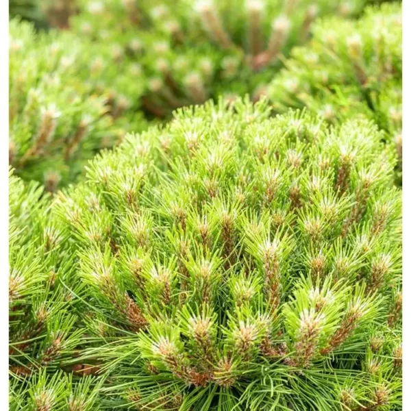 Pinus nigra 'Marie Bregeon' Kiefer