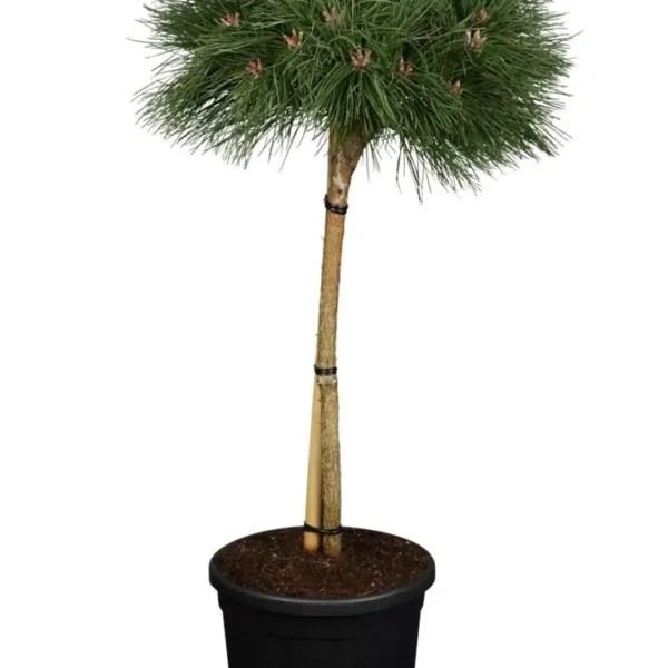 Pinus nigra 'Pierrick Bregeon' Kiefer