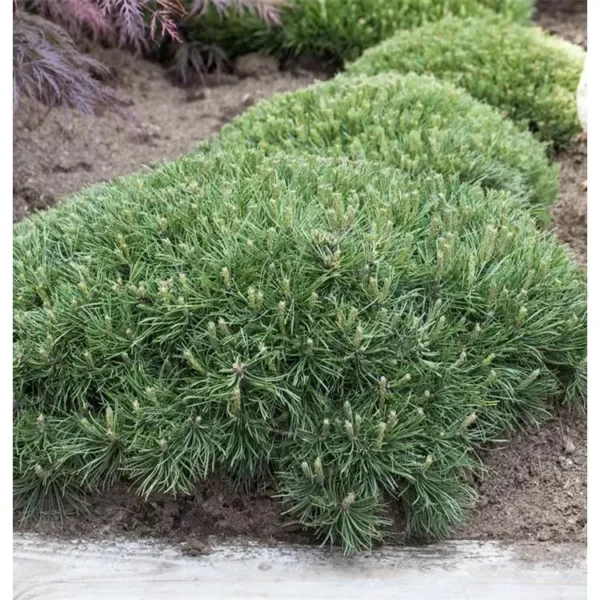 Pinus strobus 'Nana' Kiefer