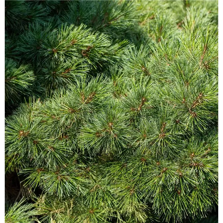 Kiefer Pinus strobus 'Nana' 2 Kiefer Pinus strobus 'Nana' – Bild 2