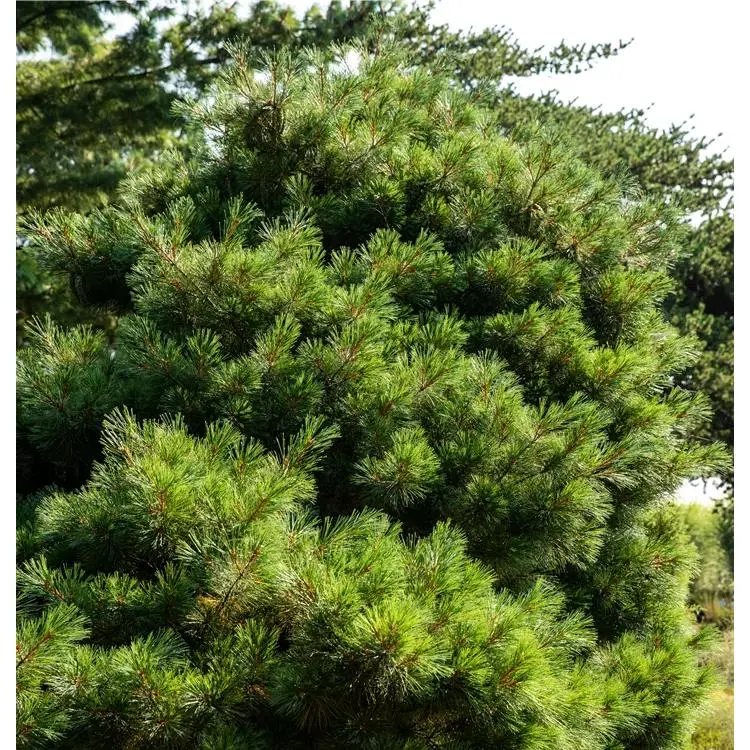 Kiefer Pinus strobus 'Nana' 4 Kiefer Pinus strobus 'Nana' – Bild 4