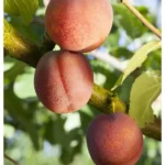 Prunus armeniaca 'Ungarische Beste'