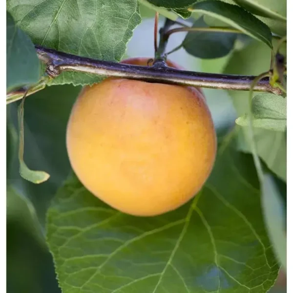 Prunus armeniaca 'Goldrich'