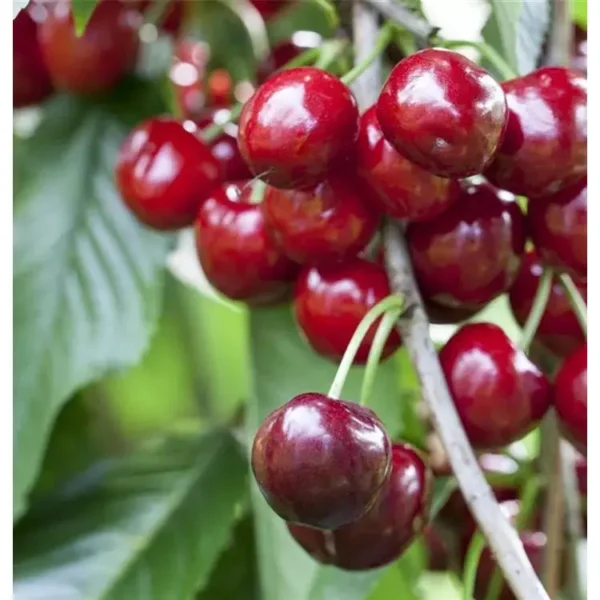 Prunus avium 'Burlat'