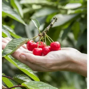 Kirschenbaum Prunus avium 'Compact Stella'