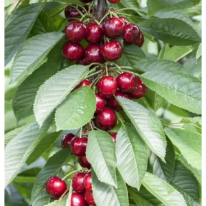 Kirschenbaum Prunus avium 'Fr. Rote Meckenheimer'