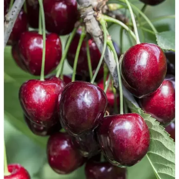 Prunus avium 'Kordia'