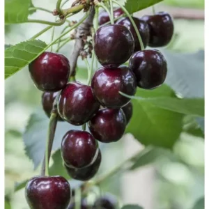 Kirschenbaum 'Regina' Prunus avium