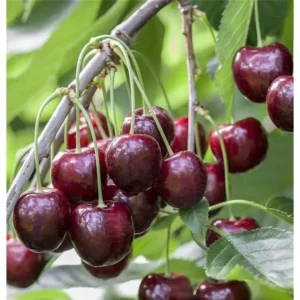 Kirschenbaum Prunus avium 'Sunburst' Süßkirsche