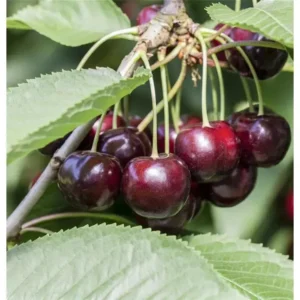 Kirschenbaum Prunus avium 'Swing' -S-