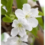 Prunus avium 'Sylvia'