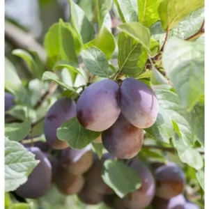 Zwetschgenbaum Prunus domestica 'Fruca'