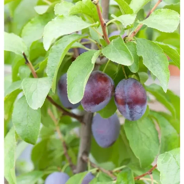 Prunus domestica 'Hanita' -S-