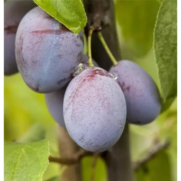 Prunus domestica 'Hauszwetsche'