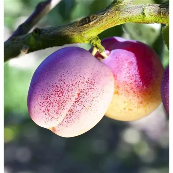 Prunus domestica 'The Czar'