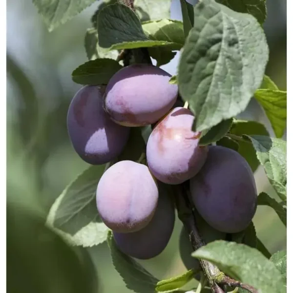 Prunus domestica 'Tipala' -S-