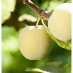 Pflaumenbaum Prunus italica 'Oullins Reneklode'