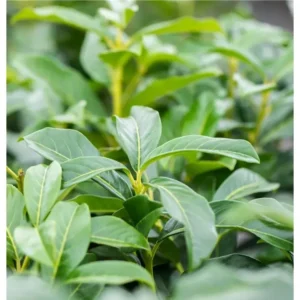 Kirschlorbeer Prunus laurocerasus 'Genolia'