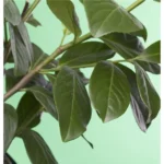 Prunus lauroc.'Novita' Kirschlorbeer