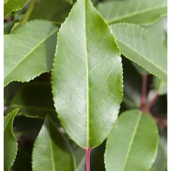 Prunus lusitanica 'Angustifolia' Portugisischer Kirschlorbeer