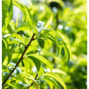 Nektarinenbaum Prunus nucipersica 'Alicecol' -S-