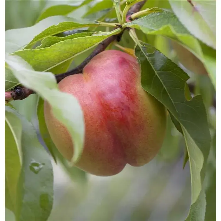 Prunus nucipersica 'Alicecol' -S- 2 Prunus nucipersica 'Alicecol' -S- – Bild 2