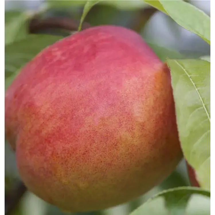 Prunus nucipersica 'Nectared 4' 3 Prunus nucipersica 'Nectared 4' – Bild 3