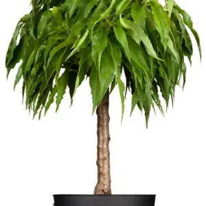 Prunus nucipersica 'Zwergnektarine' Nektarine