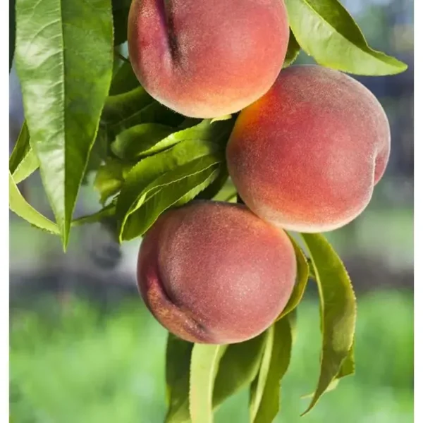 Prunus persica 'Fruteria' -R- CAC