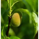 Prunus persica 'Saturne'