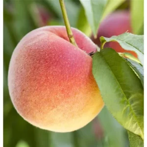 Pfirsichbaum Prunus persica 'Zwergpfirsich'