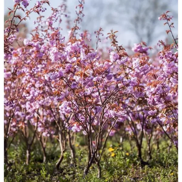 Kirschenbaum Zierkirsche 'Kanzan' Prunus serrulata
