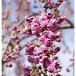 Prunus serrulata 'Kiku Shidare Zakura' Hänge-Zierkirsche