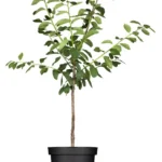 Prunus syriaca 'Mirabelle RUBY' -R-