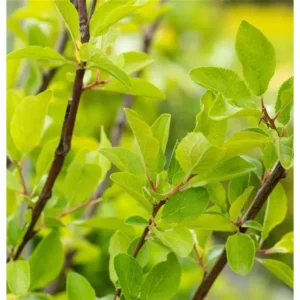 Kriecherlbaum Prunus syriaca 'Von Nancy'
