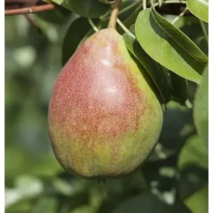 Birnenbaum Pyrus communis 'Clapps Liebling'