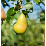 Birnenbaum Pyrus communis 'Conferencebirne'