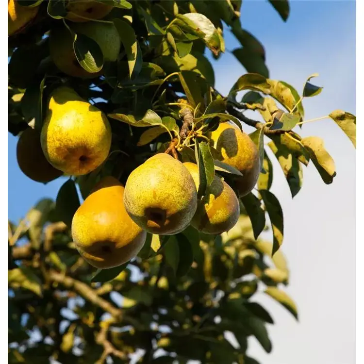 Birnenbaum Pyrus communis 'Gellerts Butterbirne' 1 Birnenbaum Pyrus communis 'Gellerts Butterbirne'