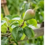 Birnenbaum Pyrus communis 'Luisa' Zwergbirne