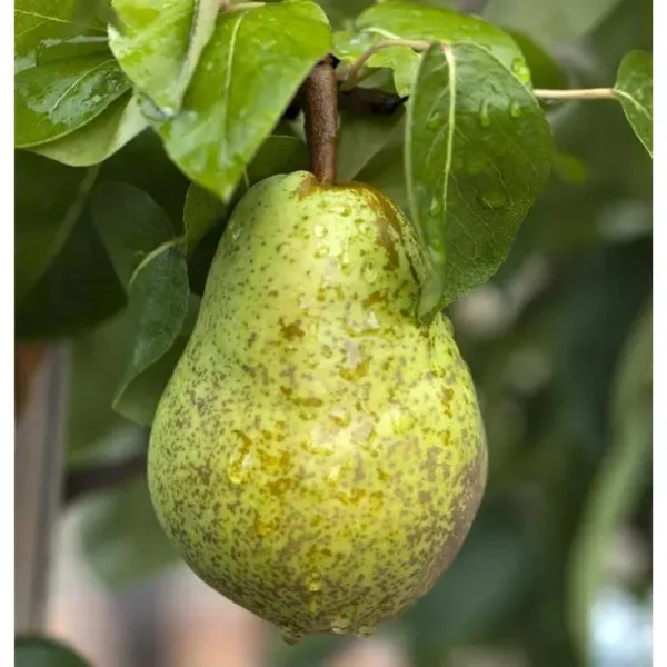 Pyrus communis 'Williams Christbirne'