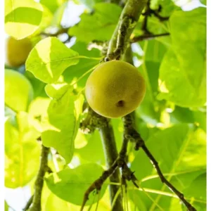 Birnenbaum Pyrus pyrifolia 'Nijisseiki'
