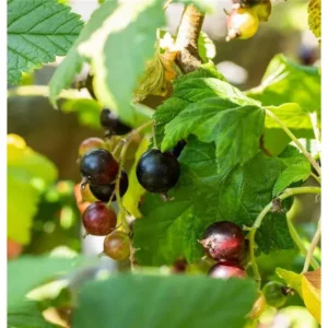 Ribes Jostabeere