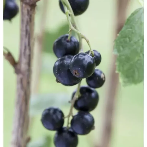 Ribes nigrum 'Ben Gairn'